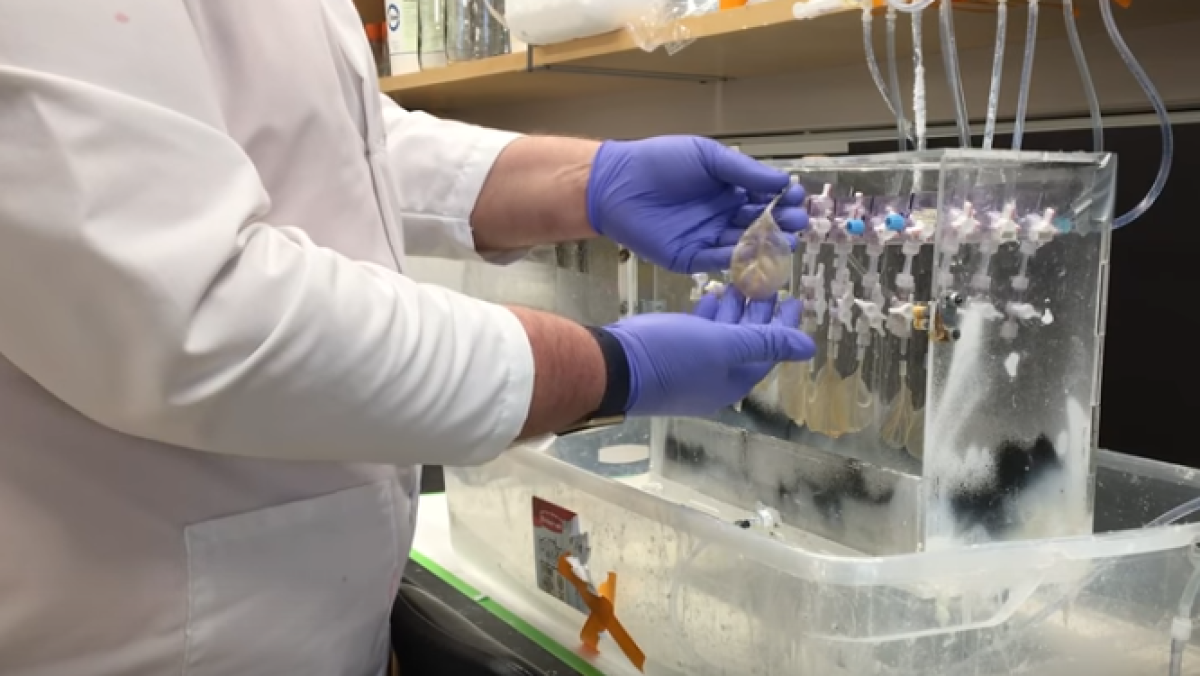 скрин видео с youtube