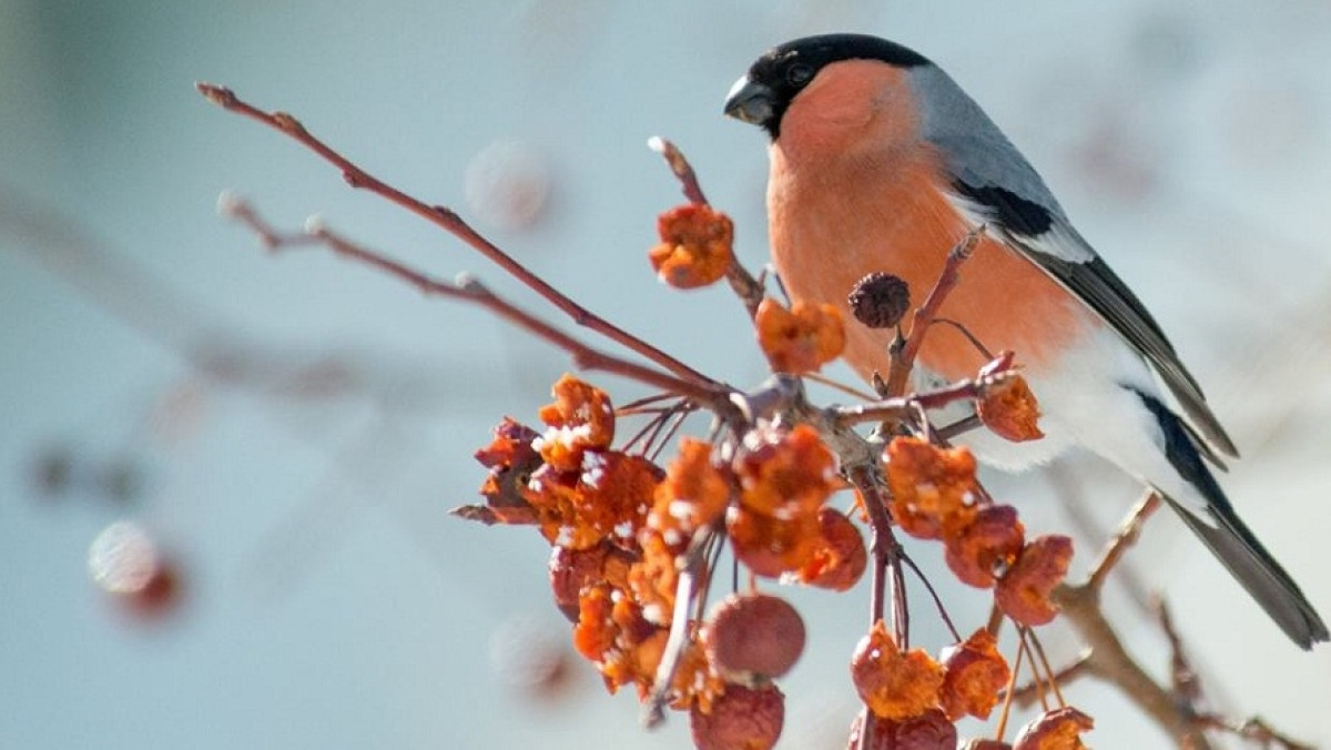 Владимир Крикун аккаунт в Facebook