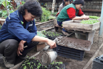  В Уральске высадят миллион цветов