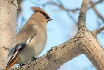 Завтра в нескольких регионах Казахстана ожидаются осадки