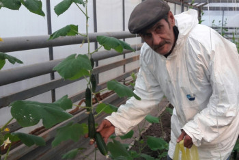 Овощеводам ЗКО не хватает субсидий на развитие тепличных хозяйств