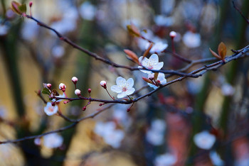 Эксперты назвали эту весну самой непредсказуемой за 40 лет