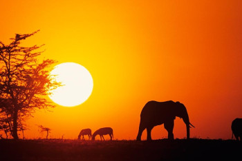 Кызылординские школьницы поедут в Кению на престижную олимпиаду по экологии 