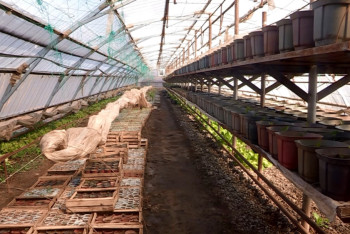 В ЮКО выращивают тропические фрукты