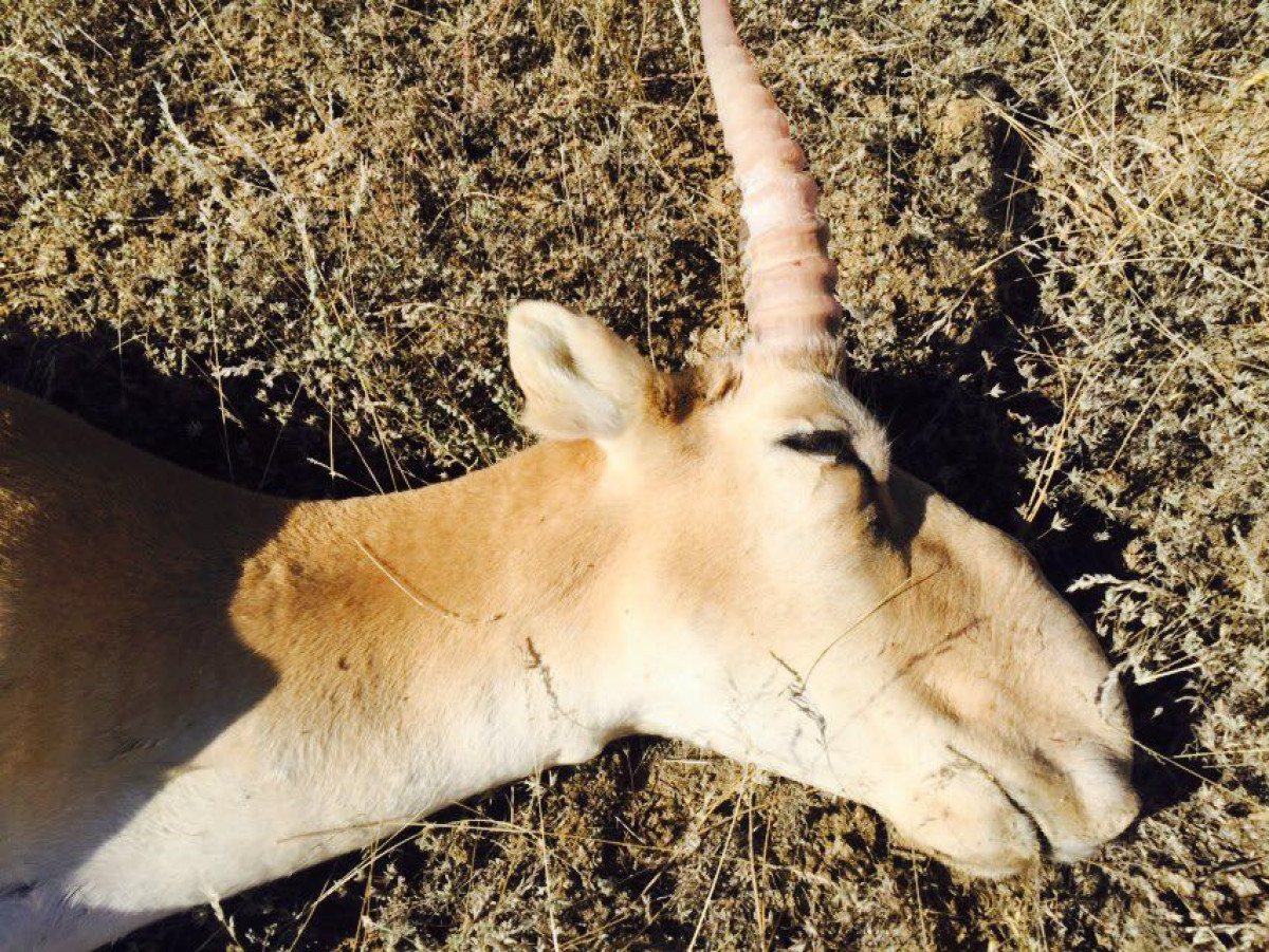 Управление комитета лесного хозяйства и животного мира МСХ РК ПО ЗКО