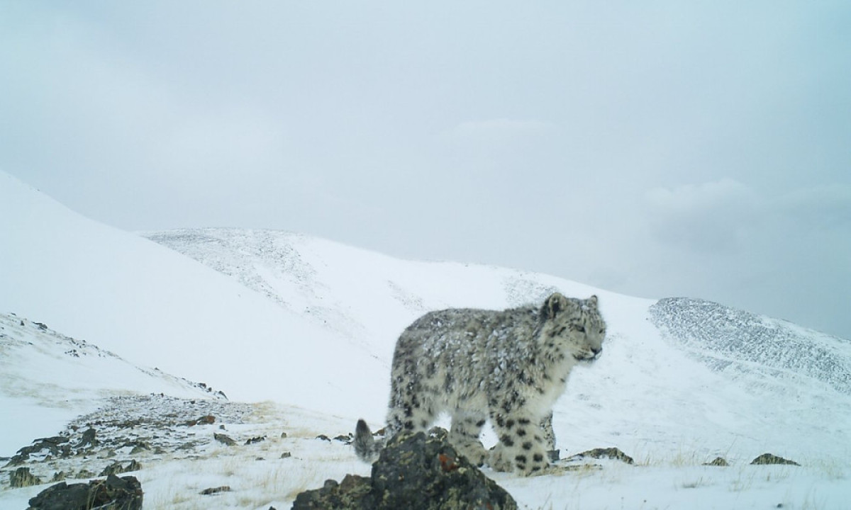 Sailyugem national park/WWF Russia