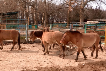 Шымкентский зоопарк передал лошадей Пржевальского в заповедник «Алтын Эмель»