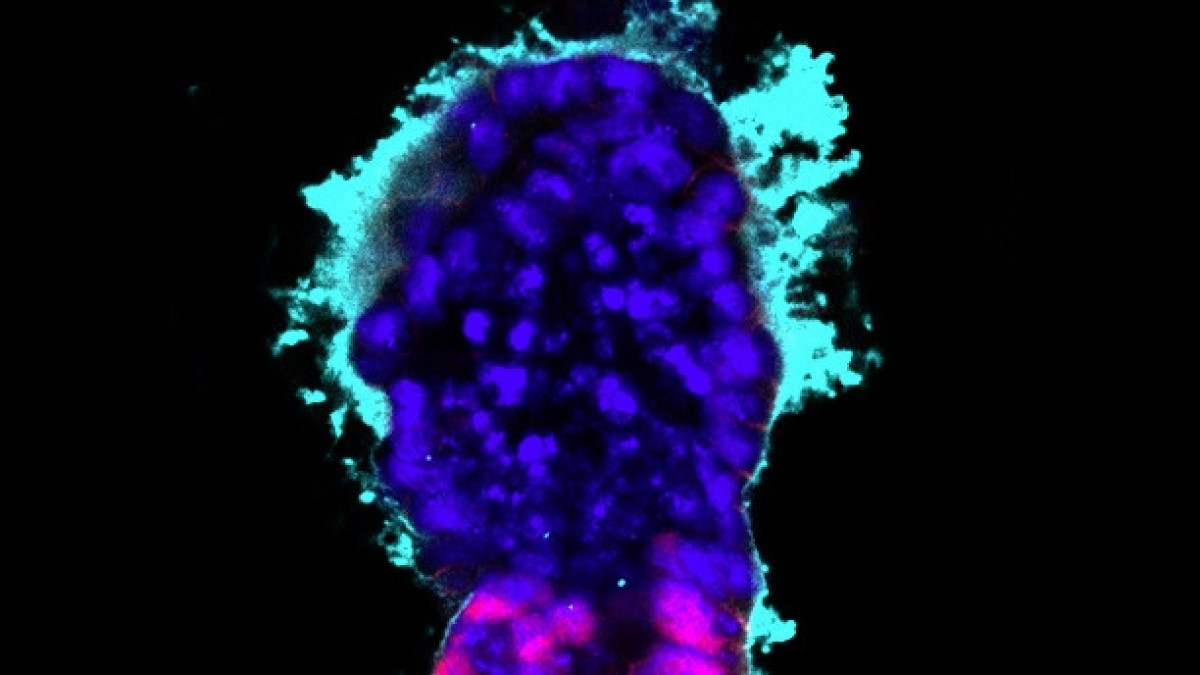 University of Cambridge, изображен эмбрион из стволовых клеток спустя 96 часов после их помещения на внеклеточный матрикс