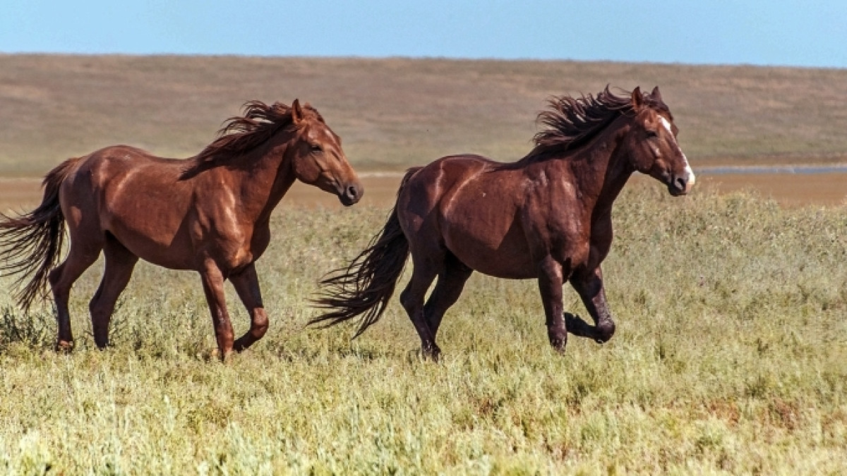 из открытых источников