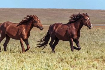 Даурен Абаев рассказал о совместном фильме казахстанских и зарубежных режиссеров