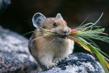 В ЗКО чиновника уволят из-за мышей