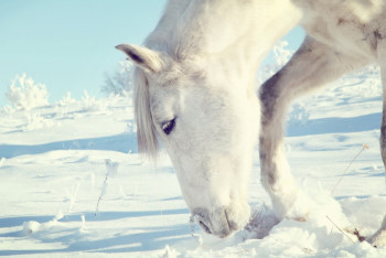 Животноводы Костанайской области заявляют о массовой гибели жеребят