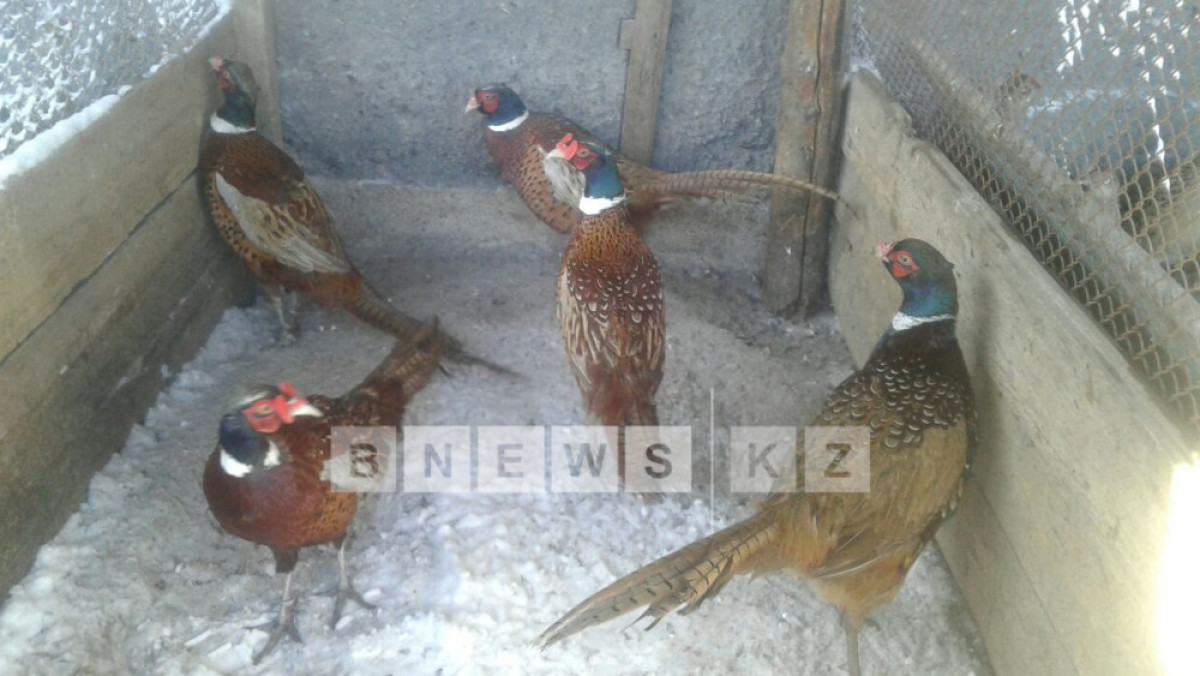 Асель Турар