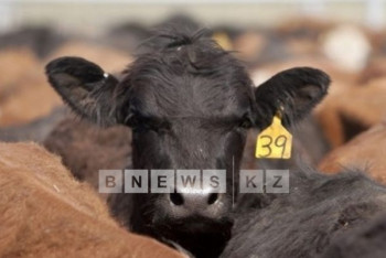 Фотография к новости: В Казахстане впервые налажен экспорт овец в дальнее зарубежье 