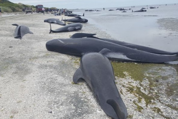 Фотография к новости: В Новой Зеландии высокий прилив помог вернуться 120 дельфинам в море