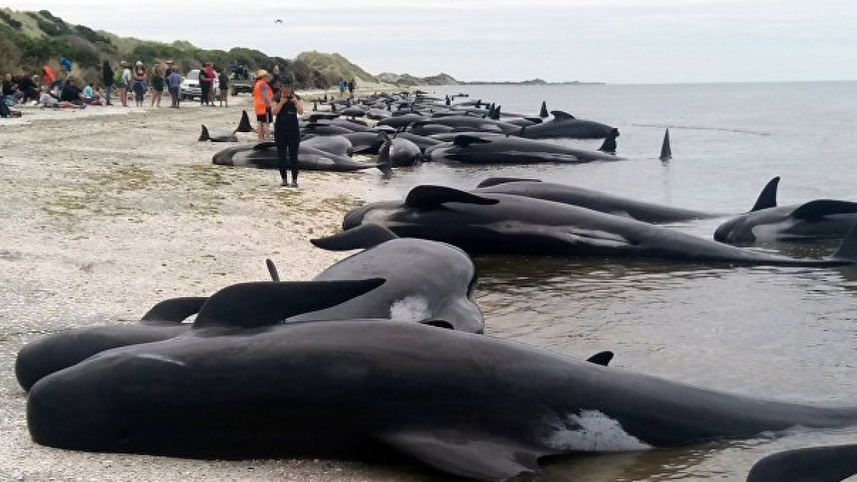 © AP Photo/ New Zealand Herald/ Tim Cuff