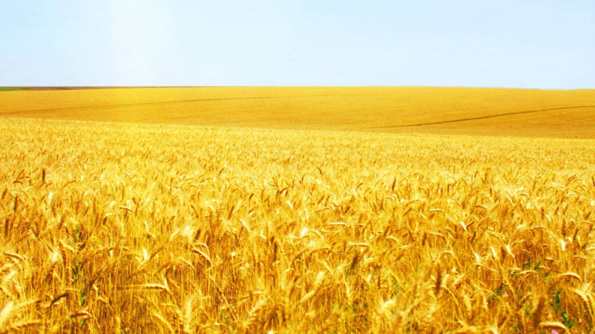 Казах-Зерно