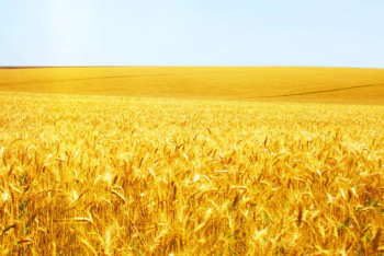 Фотография к новости: Площади кормовых и масличных культур существенно увеличатся в 2017 году – МСХ РК