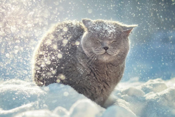 Фотография к новости: На большей части Казахстана ожидаются снегопады и метели