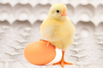 Фотография к новости: Новшество в производстве яичных лотков снизит их себестоимость 