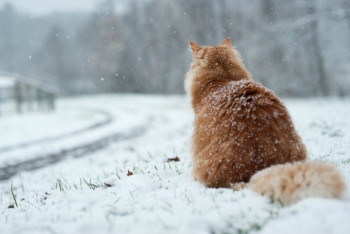 Фотография к новости: В пятницу на территории Казахстана ожидается снег и порывистый ветер