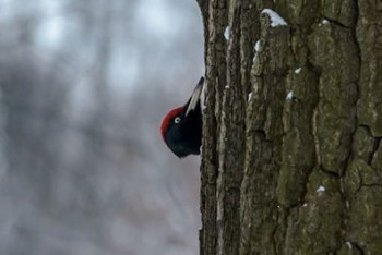 Фотография к новости: Синоптики прогнозируют в Казахстане неустойчивую погоду 