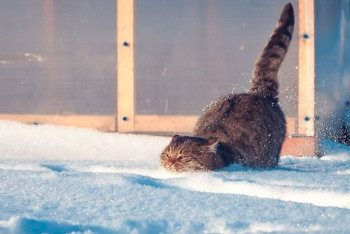 Фотография к новости: В понедельник в Казахстане прогнозируют пасмурную погоду с осадками