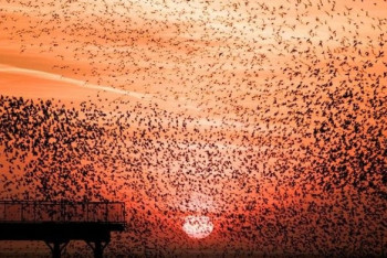 Фотография к новости: Американцы напуганы нашествием птиц в Хьюстоне (ВИДЕО)