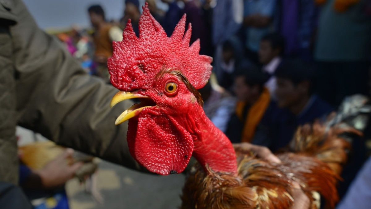 из открытых источников