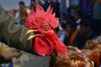 Фотография к новости: В Гондурасе посадили в тюрьму петуха