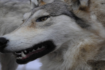 Популяция волков в ВКО превышает допустимую норму