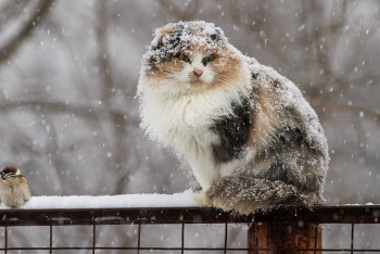 Фотография к новости: В Казахстане прогнозируют снегопады с метелями