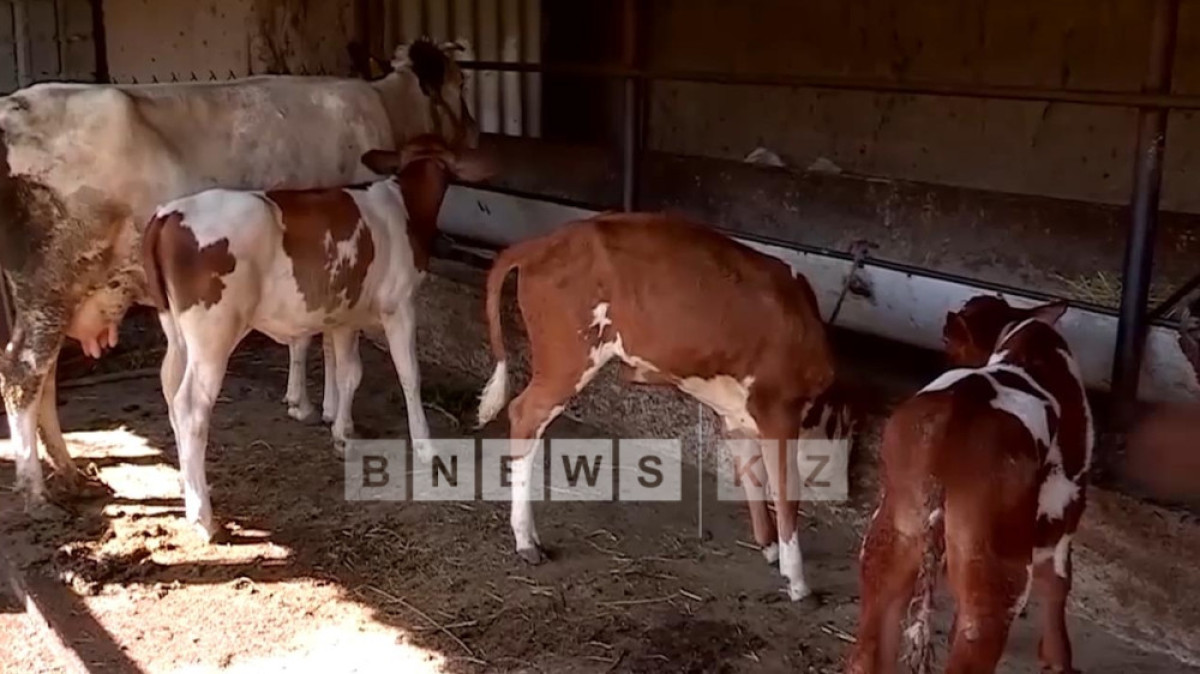 Фотоархив BNews.kz