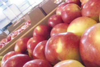 Фотография к новости: Около 2 тонн фруктов из Казахстана и Кыргызстана задержаны на российской таможне