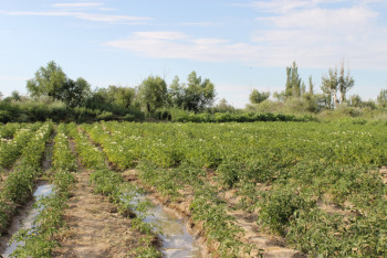 Фотография к новости: В Жанакорганском районе Кызылординской области создадут агроиндустриальную зону