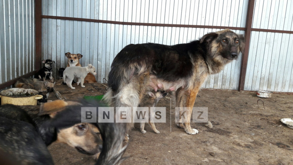 Фотоархив BNews.kz