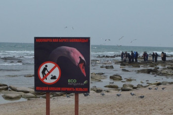 Фотография к новости: На побережье Актау гибнут лебеди (ФОТО)