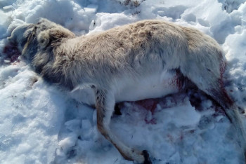 Фотография к новости: В ЗКО браконьеры оказали вооруженное сопротивление егерям