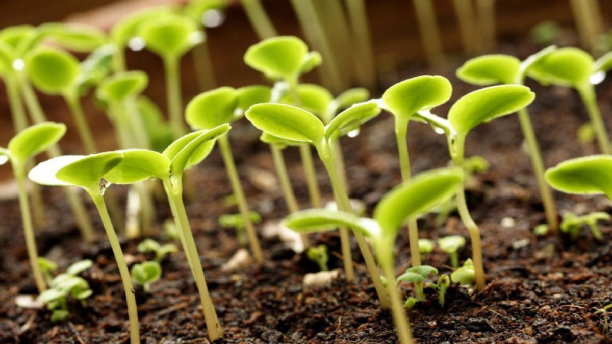 из открытых источников