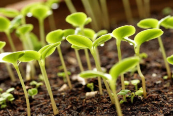 Фотография к новости: В МСХ РК пересмотрели принципы выдачи субсидий на растениеводство