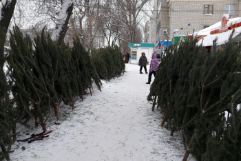 Фотография к новости: В ЗКО запретили местные елки