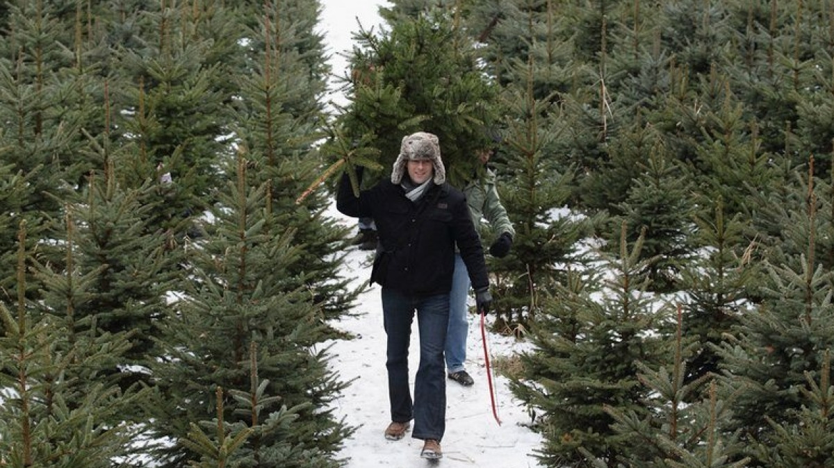 В ВКО началась охота на похитителей елок