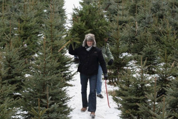 Фотография к новости: В ВКО началась охота на похитителей елок
