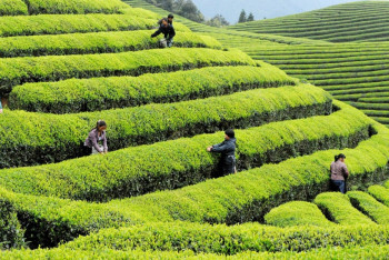 Фотография к новости: Секреты сельского хозяйства Китая (ФОТО). 1 часть