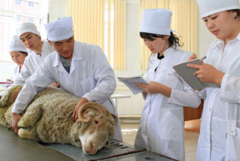 Ветврачи перегружены бумажной работой – депутат 