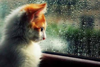 Фотография к новости: О погоде в Казахстане на 26 мая рассказали синоптики