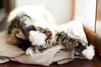 Фотография к новости: Погода без осадков ожидается на большей части Казахстана 27 мая