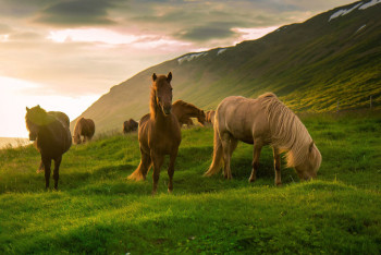 Фотография к новости: Фильм об истории лошади презентовали в Германии 