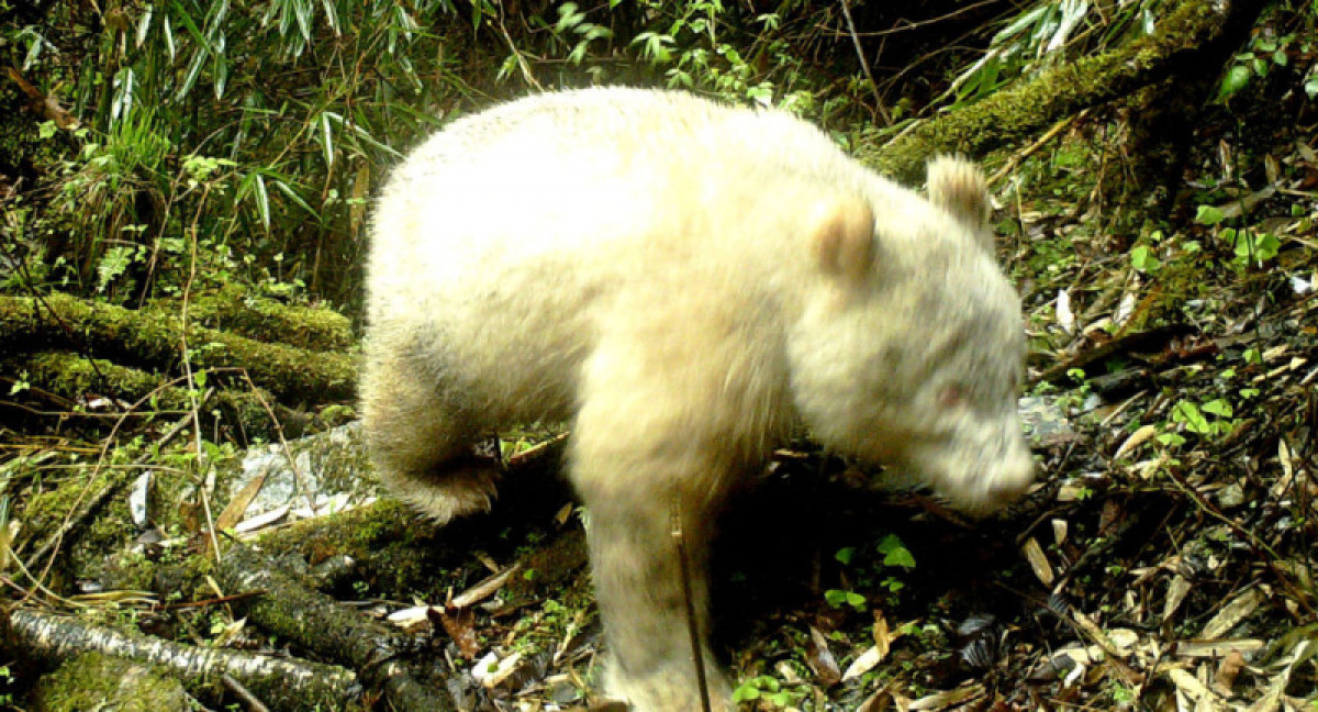 © AFP 2019 / HANDOUT / Wolong National Nature Reserve 