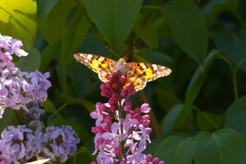 Фотография к новости: Столицу Казахстана заполонили бабочки 